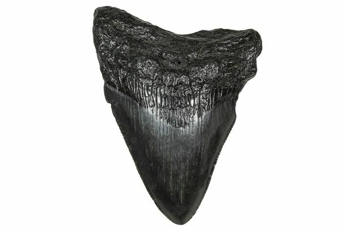 Serrated, Fossil Megalodon Tooth - South Carolina #374802